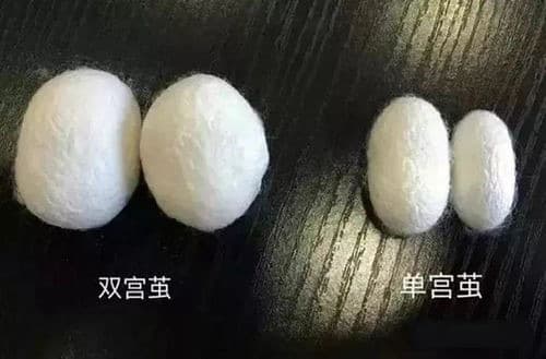 双宫茧