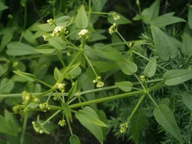 茜草
