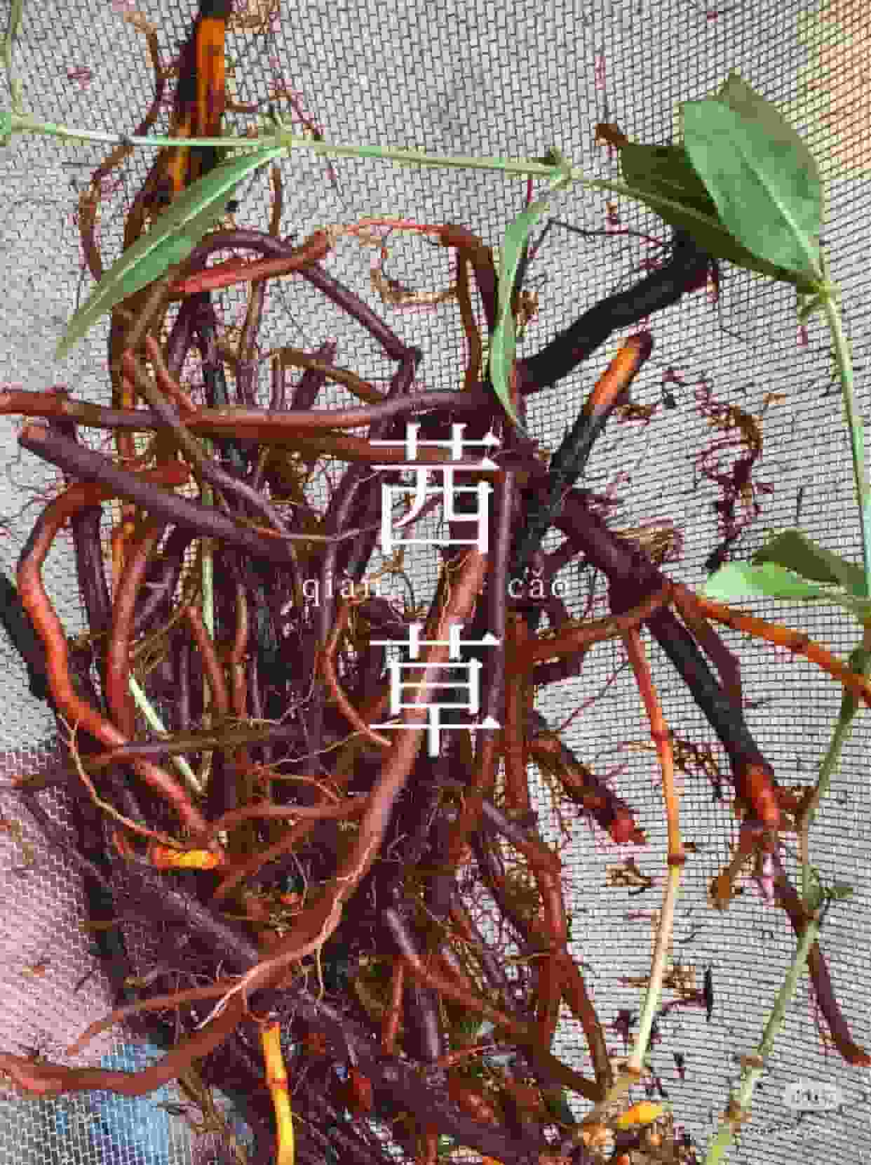 茜草根